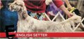 E is for English Setter