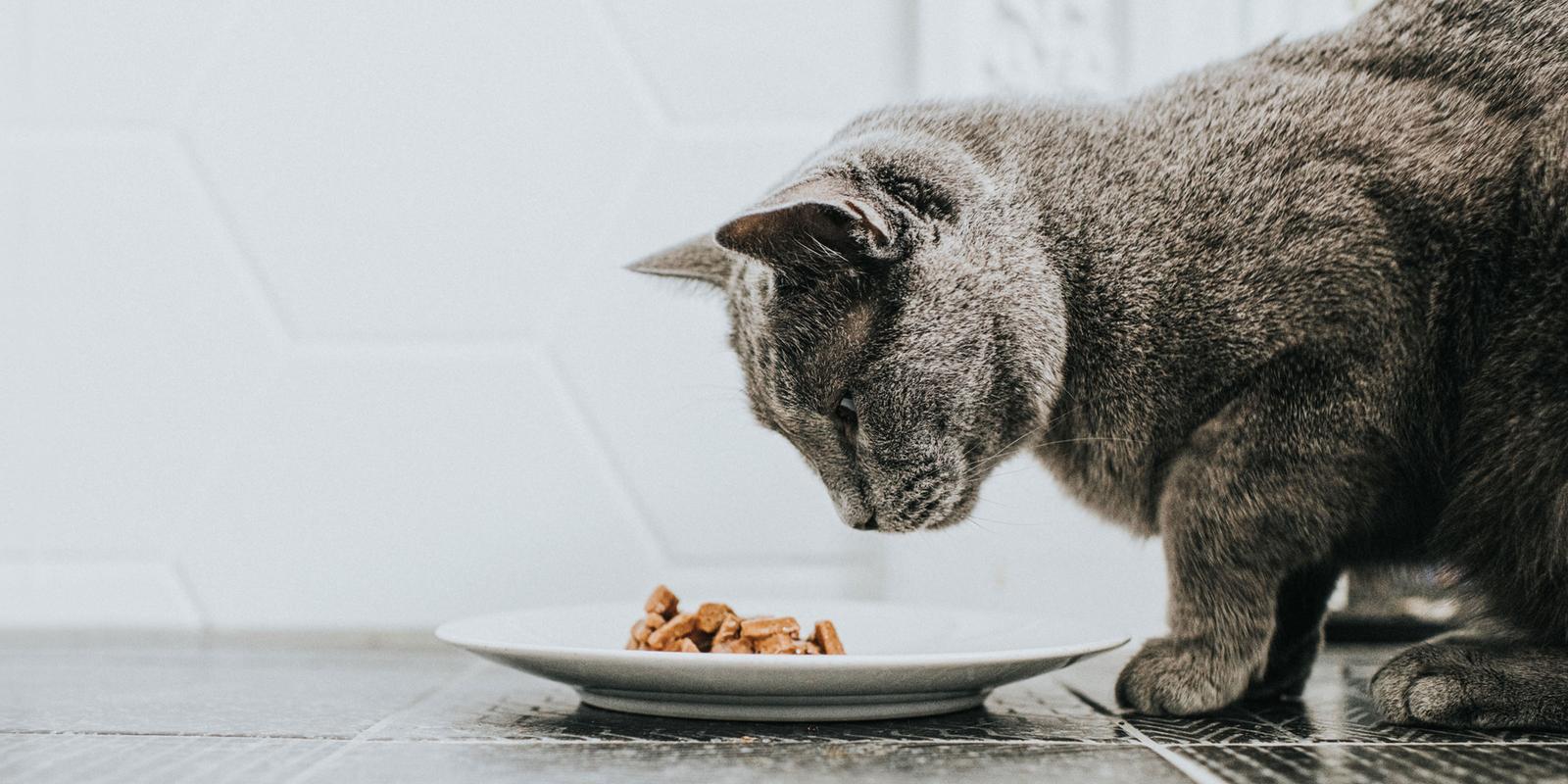 Кот не ест и рвет. Кошка обедает. Человек ест кошачий корм. Кошка отказывается от еды. Кот смешно ест сухой корм