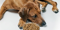 Alimento para perros delicados