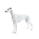 Greyhound