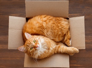 orange cat inside of a cardboard box from an aerial view