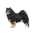 Finnish Lapphund