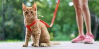 Gato con una correa roja sentado pacientemente a los pies de su dueño