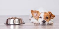 Un perro echado en el suelo