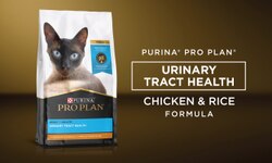 cat food