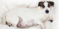 Pregnant dog