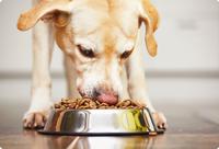 Perro comiendo del tazón