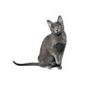 Korat