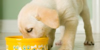 Puppy eating