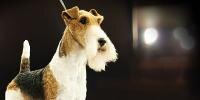 Dog from the Terrier Group
