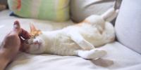 Dueño acariciándole la cabeza a su gato mientras este está panza arriba