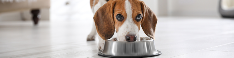 beagle puppy eating from a dog bowl