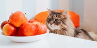 cat on kitchen chair looking at bowl fo red apples on counter
