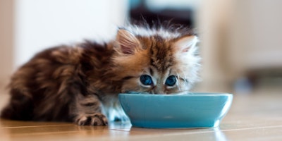 the kitten eats from the bowl