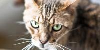 gato con rayas