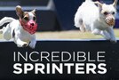 two dogs jump over an obstacle