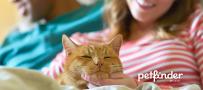 person petting orange cat