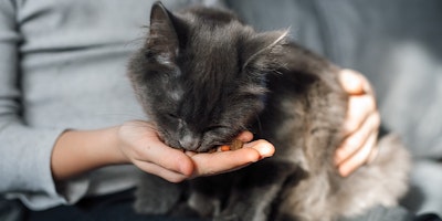 un gatito gris comiendo alimento de la mano de una persona