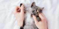 Gato sobre su espalda con el pulgar de una persona en la boca