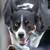 IDC large dog agility champion - sodapop