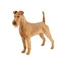 Terrier irlandés