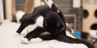 cat grooming itself