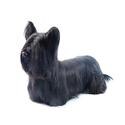 Skye Terrier