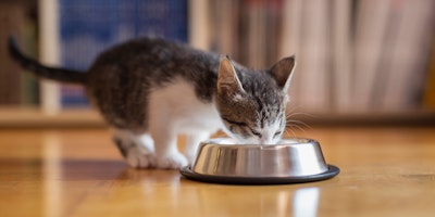 gatito gris y blanco comiendo alimento de un plato
