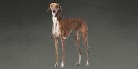 Azawakh dog