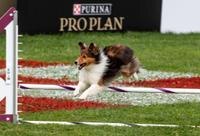 Participating in Dog Sports