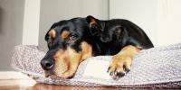 Hero de tos de las perreras en perros