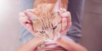 Ginger Cat