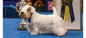 ‘Stache’ Wins 2023 National Dog Show