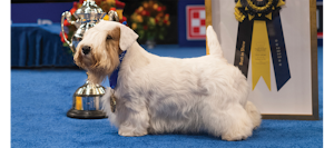 ‘Stache’ Wins 2023 National Dog Show