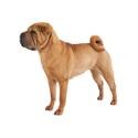 Chinese Shar-Pei