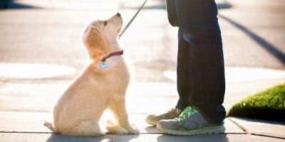 A puppy is looking up at the owner