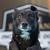 IDC Diving Dog Champion - Snap