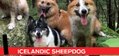 I is for Icelandic Sheepdog