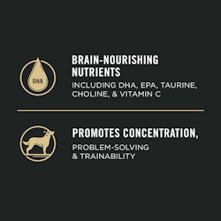 Brain-nourishing nutrients including DHA, EPA, Taurine, Choline, & Vitamin C. Promotes concentration, problem-solving & trainability.