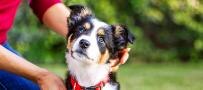 Why A Puppy Is Not A Dog image