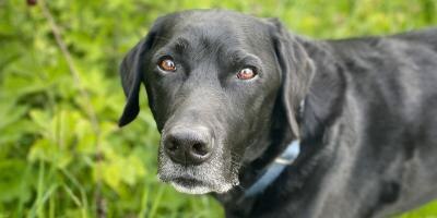 When is a Dog Considered a Senior?