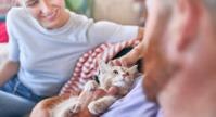 owner scratching kittens chin