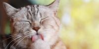 gato