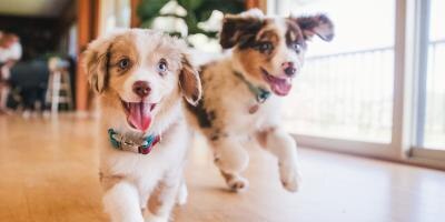 Puppies is running