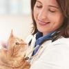 Emily Cross, DVM, DABVP holding yellow cat