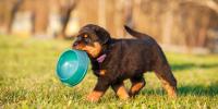 Cachorro sosteniendo su tazón