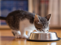 Kitten eating