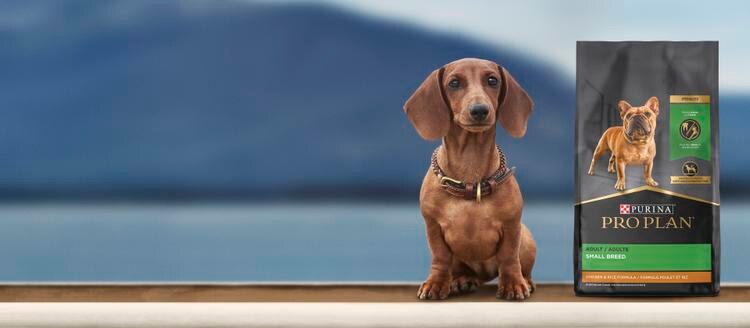Product Dog Small breed