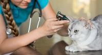 woman vet looking in cats ears