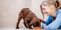 Feeding Puppy